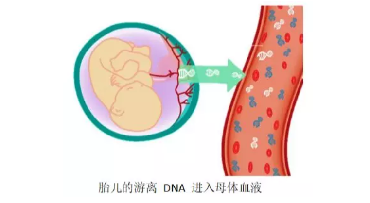 無(wú)創(chuàng)胎兒親子鑒定